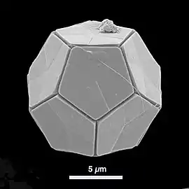 Many protists, like this coccolithophore, have protective mineralised shells