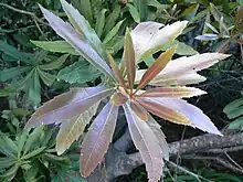 New leaves are soft, golden and velvety.