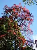 Flame Tree flowering out of season in mid April 2009, Royal National Park, Australia