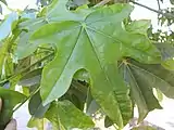 Leaf with 5 lobes