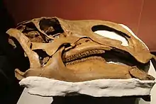 Skull of Brachylophosaurus canadensis (original bone)