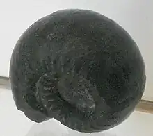 Gastrioceras fossil (ammonoid: coiled-shell swimming animal).
