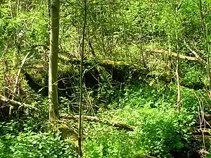 Remnants of Brackenhills station.