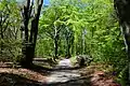 Path through the forest