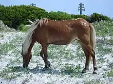 Horse with a brand