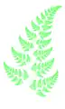 Barnsley's fern, a fractal fern computed using an iterated function system