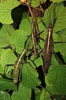 ♀♀ and ♂ of Euobrimus cavernosus, first named as Brasidas sp. 'Rapu-Rapu