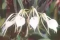 Brassavola nodosa