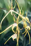 Brassia maculata