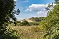 Braunton Burrows