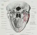 The origin of the mylohyoid muscle, inferior view.