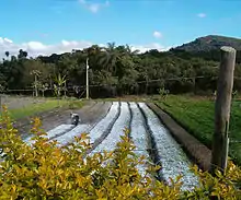 Dom Orione, a small agricultural community of 39 homes situated 10 minutes from Betim, the site of one of Project Gaia Inc.'s Brazilian pilot studies.