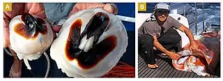#655 (≤2018)Giant squid found dead in Bremer Canyon off southwestern Australia, possibly after being predated by killer whales. Photographs show a pair of giant squid beaks (A) and researcher John Totterdell holding a large mantle (B).