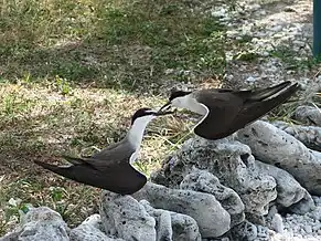 A pair of bridled terns standing on rocks and facing each other in courtship display