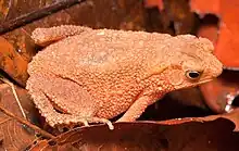 Four-ridged Toad