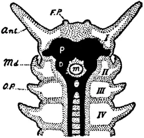 Anatomy of onychophoran anterior region, showing specialized appendages (ant, md) and deutocerebrum (D).