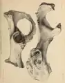 Pelvis from Wookey Hole (now in Taunton Museum).