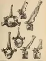 Vertebrae from Wookey Hole (now in Taunton Museum).