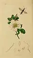Rosa hibernica depicted in British Entomology (1829) “Forthe beautiful drawing of ‘’Rosa Hibernica’’ (the Belfast Rose) I am indebted to Miss Haliday