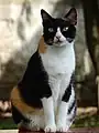 Black tortoiseshell-and-white tricolor ("calico") cat