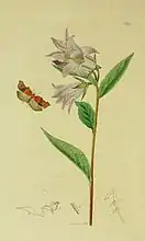 Illustration from John Curtis's British Entomology Volume 6