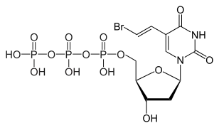 Brivudine 5'-triphosphate, the active metabolite