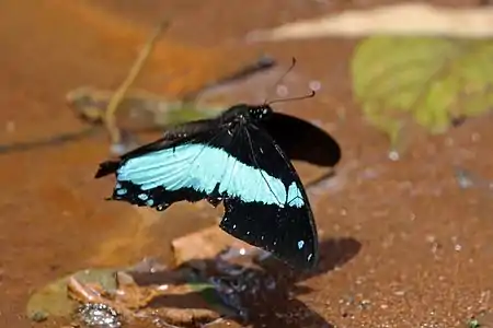 in the Kakamega Forest, Kenya