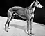 "A greyscale photo of a typical looking greyhound with a docked tail. It faces right.
