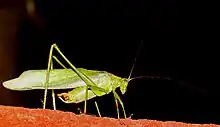 File:Broadwinged Bush Katydid.jpg