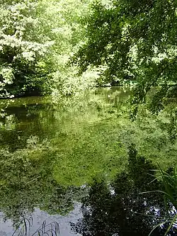 Image 16Credit: O1iveBrockhill Country Park is dominated by a large grassy valley, bisected by the Brockhill Stream as it makes its way to the Royal Military Canal at Hythe.

More about Brockhill Country Park...
 (from Portal:Kent/Selected pictures)