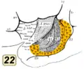 Inside and outside of lateral sulcus. BA22 is shown in orange.