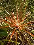 Bromelia pinguin foliage