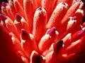 Flower close-up