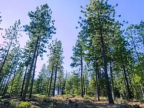 Thinly wooded forest, looking up to the canopy