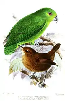 A green parrot with a light-green underside