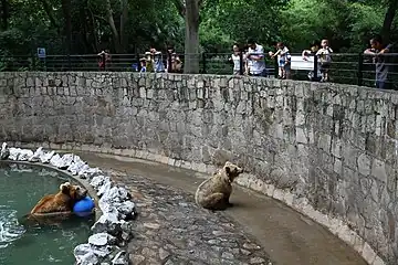 Brown Bear pit