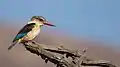 Male at Pilanesberg GR