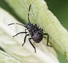 Brown Marmorated Stink Bug (Halyomorpha halys) nymph