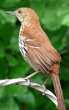 Brown thrasherToxostoma rufum