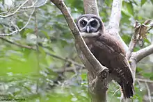 Brown Wood Owl. Like other owls, they are nocturnal creatures and rarely seen or heard during the day.