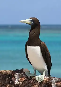 Brown booby standing on rock