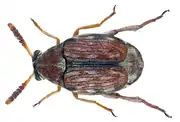 Bruchidius buettikeri