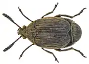 Bruchidius villosus