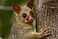 Common brushtail possum in the park.