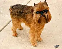 A brown Griffon Bruxellois with beard and cropped ears