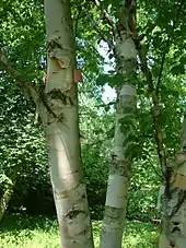 Tree: Paper Birch