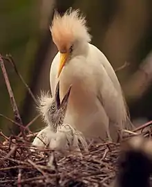 Adult feeding a nestling in Apenheul zoo