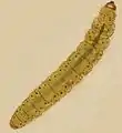 Externally feeding larva