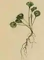 Plant of Chrysanthemum leucanthemum with mined leaves