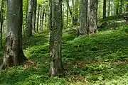 Primeval beech forest of Shyrokyi Luh